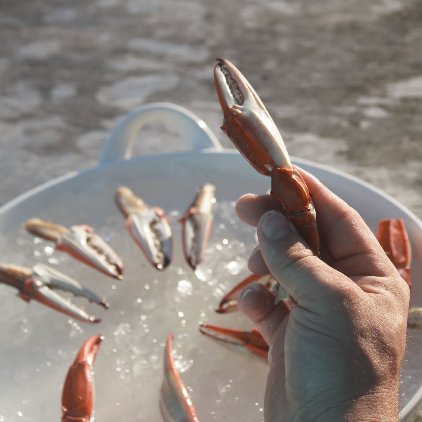 crab claw cutter