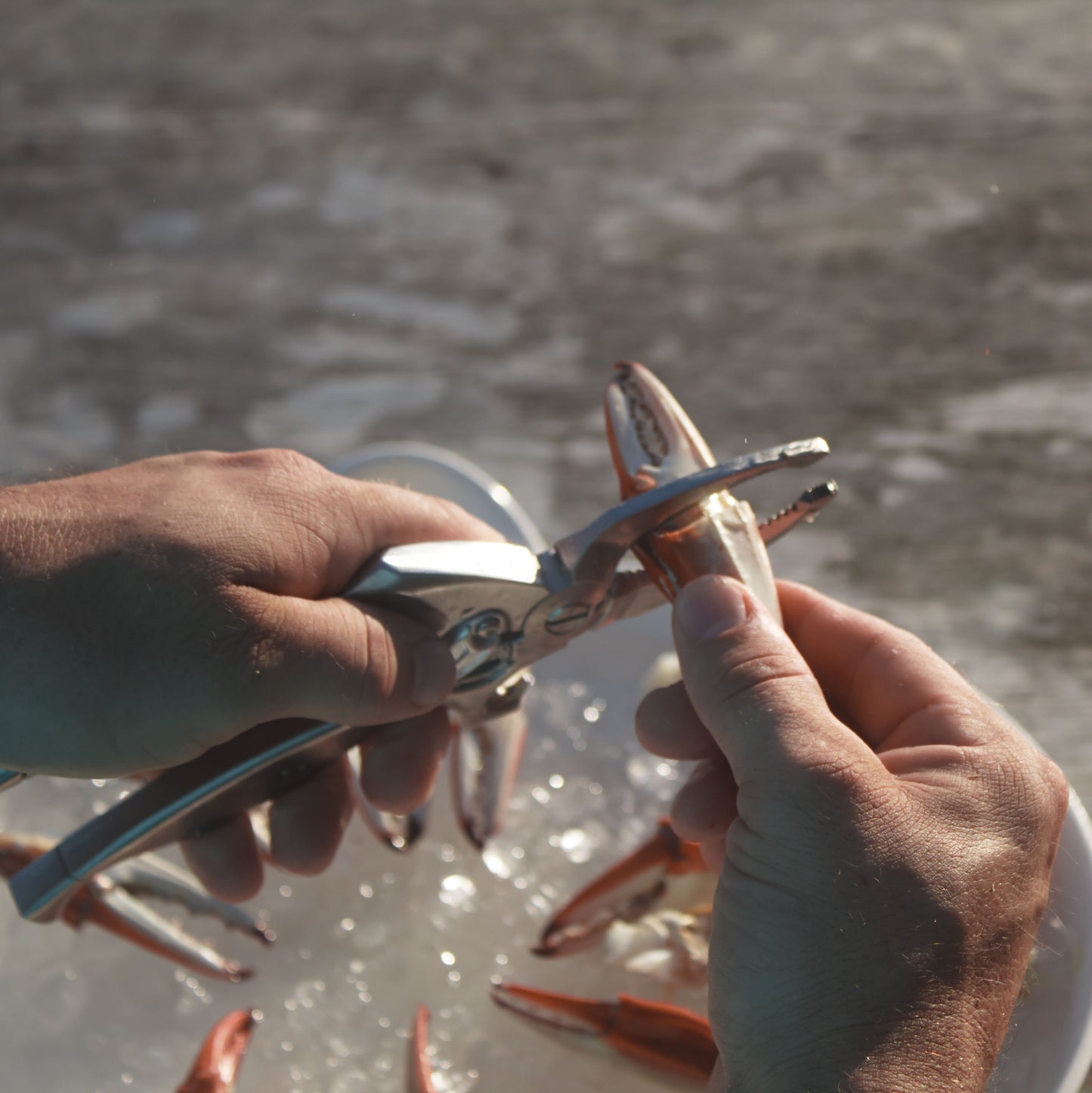 crab claw cutter cracker Toadfish Australia